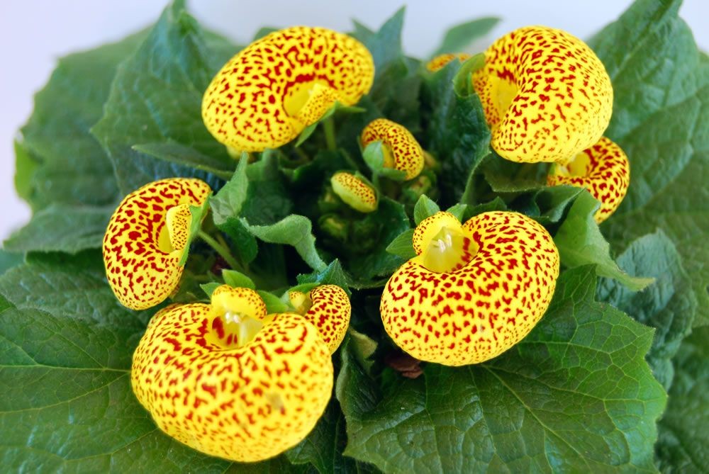 calceolaria como plantar