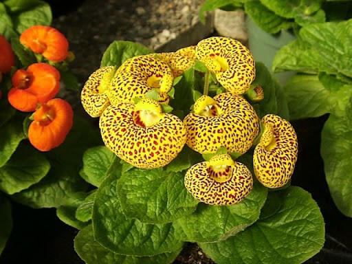 calceolaria