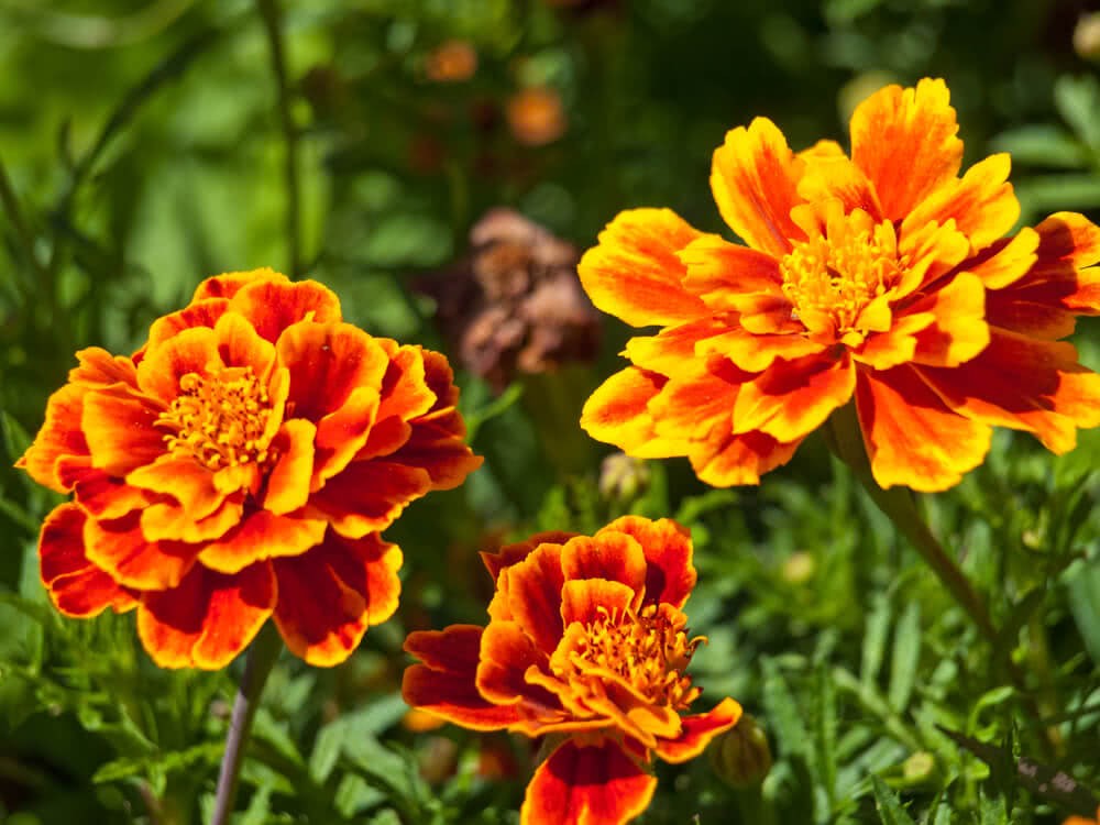 calendula francesa como plantar