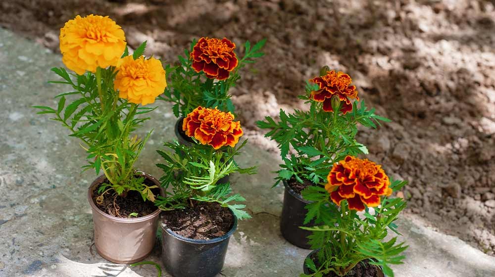 calendula francesa