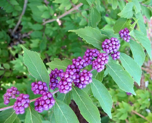 callicarpa 