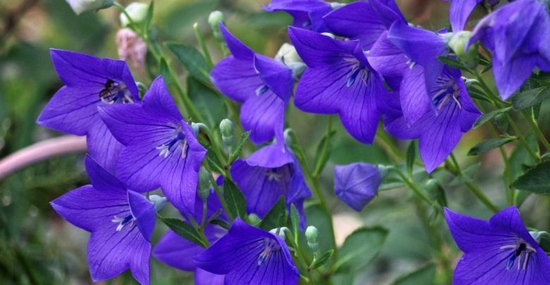 campainha chinesa