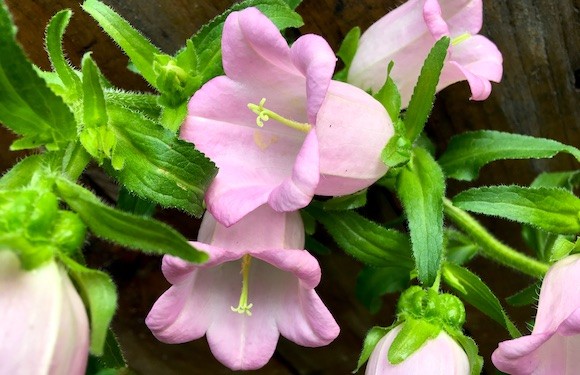 campanula rosa como plantar