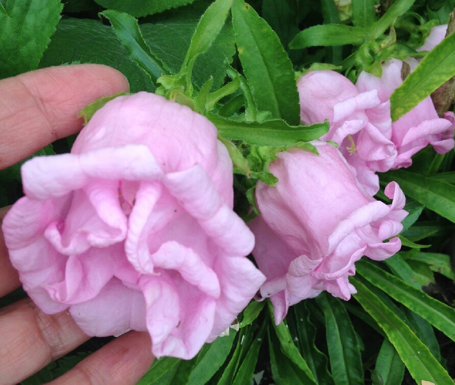 campanula rosa