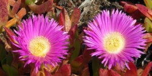 carpobrotus