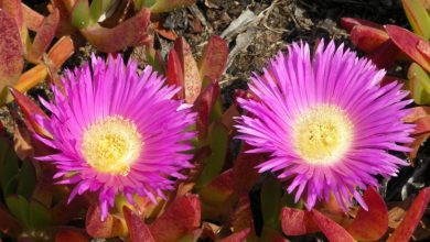 carpobrotus