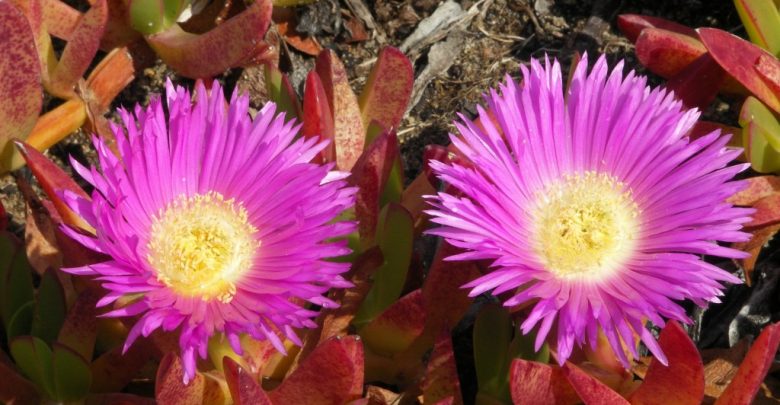 carpobrotus