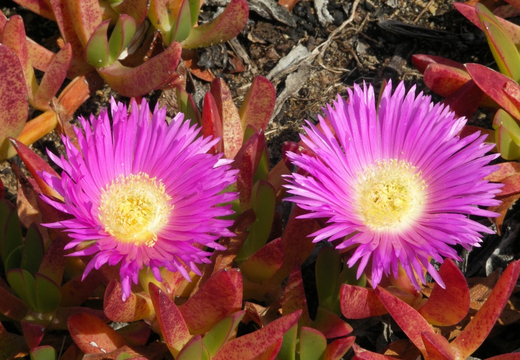 carpobrotus