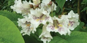 catalpa ocidental