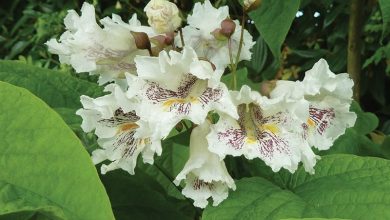 catalpa ocidental