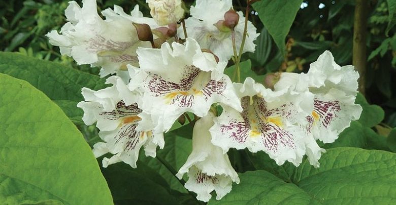 catalpa ocidental