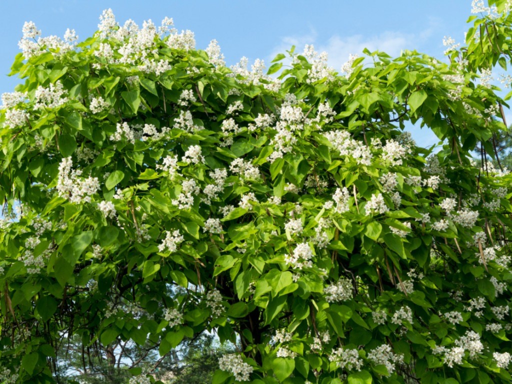 catalpa ocidental cultivo