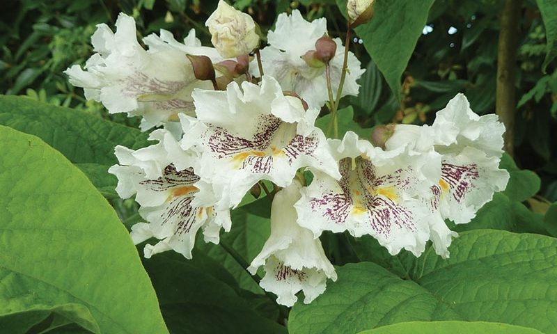 catalpa ocidental