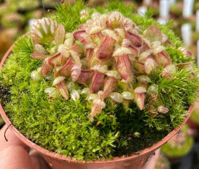 cephalotus follicularis como plantar