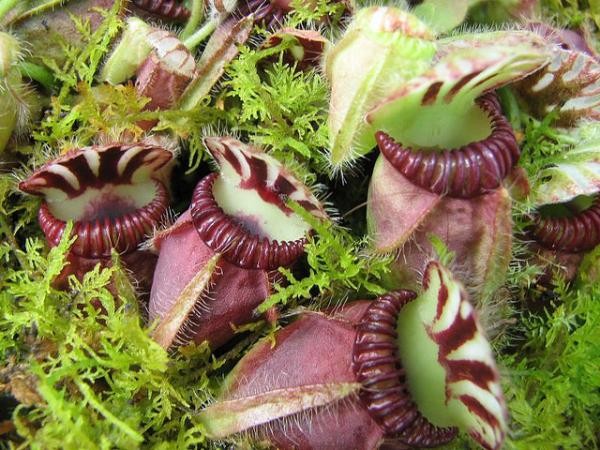 cephalotus follicularis