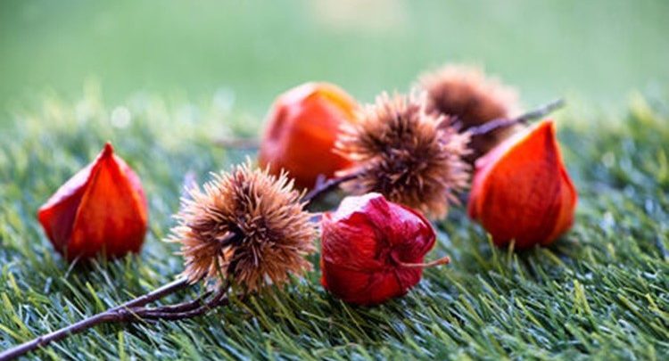 cereja de inverno como plantar