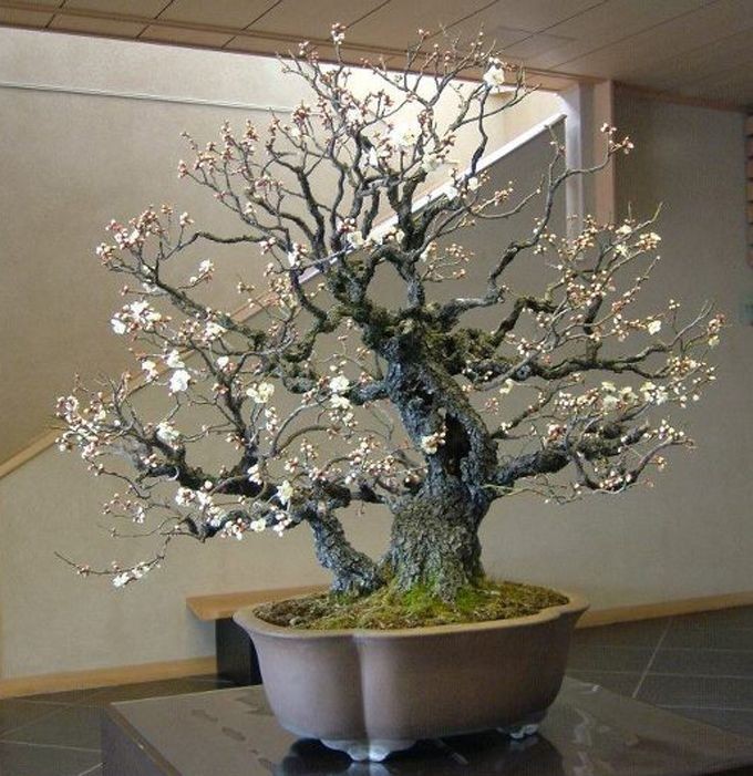 cerejeira bonsai