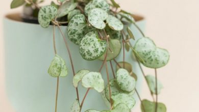 ceropegia