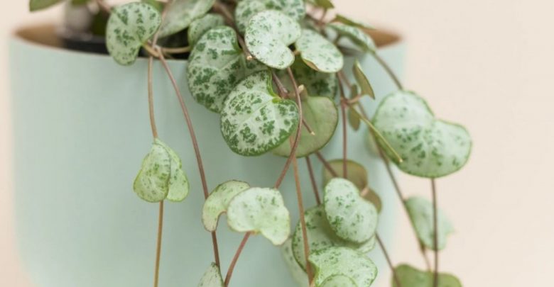 ceropegia