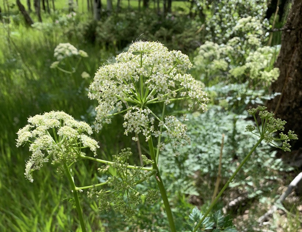 cicuta como plantar