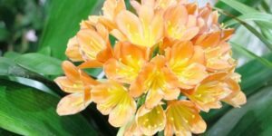 clivia