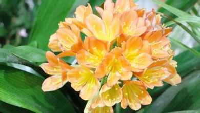 clivia