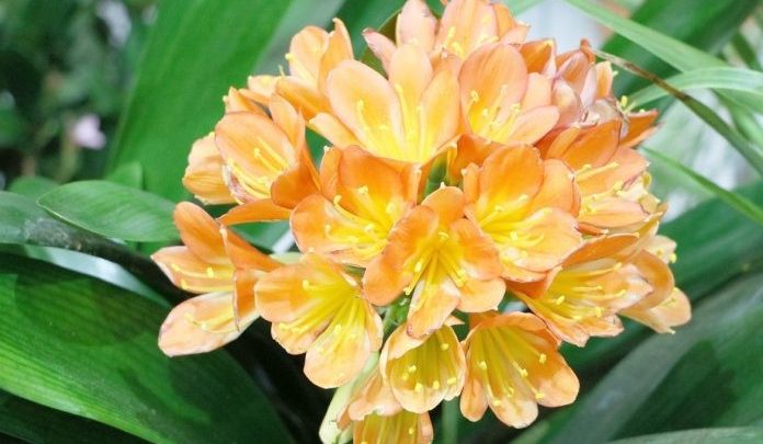 clivia