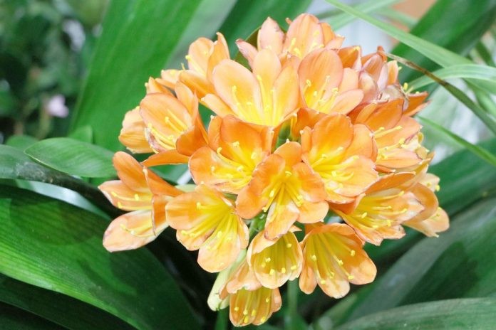 clivia