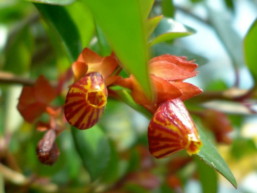 columeia peixinho