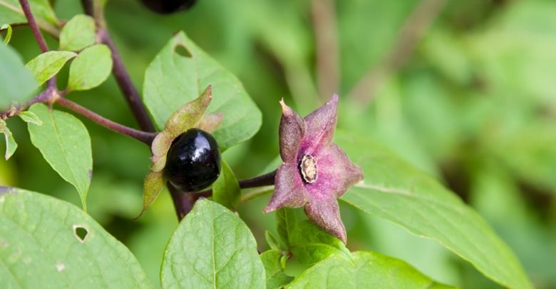 como cultivar beladona