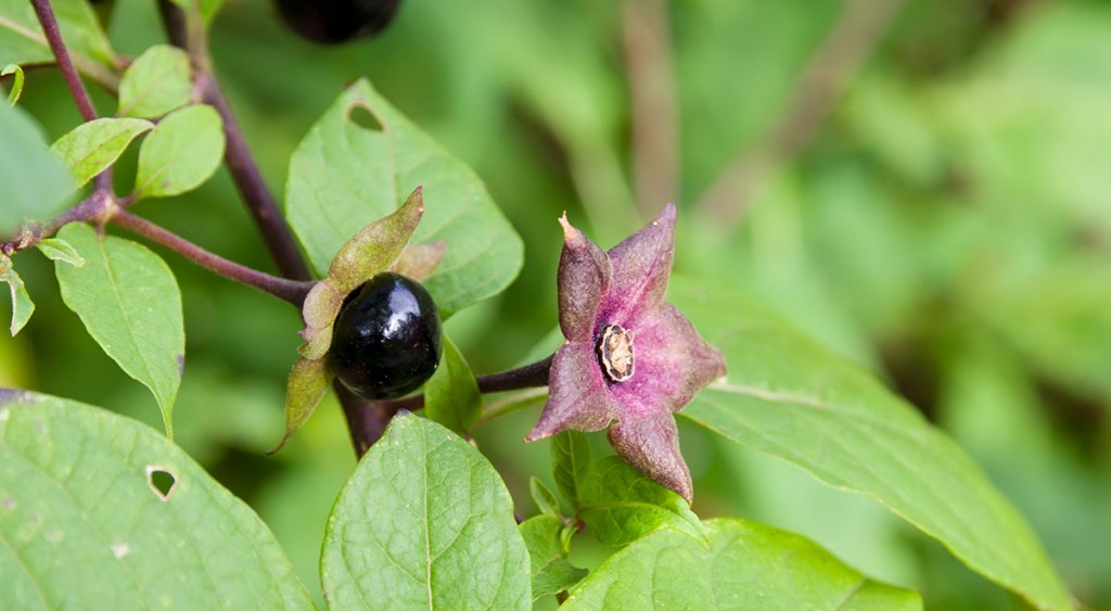 como cultivar beladona