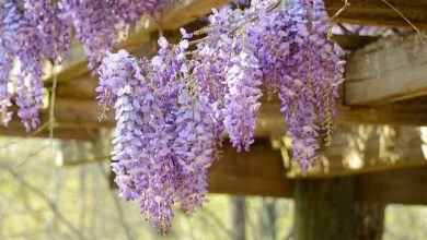 como cultivar glicinias chinesas