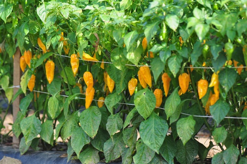 como cultivar pimenta amarela
