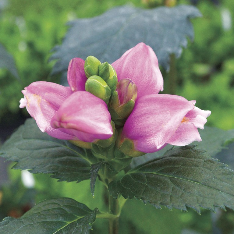 como cultivar planta da tartaruga