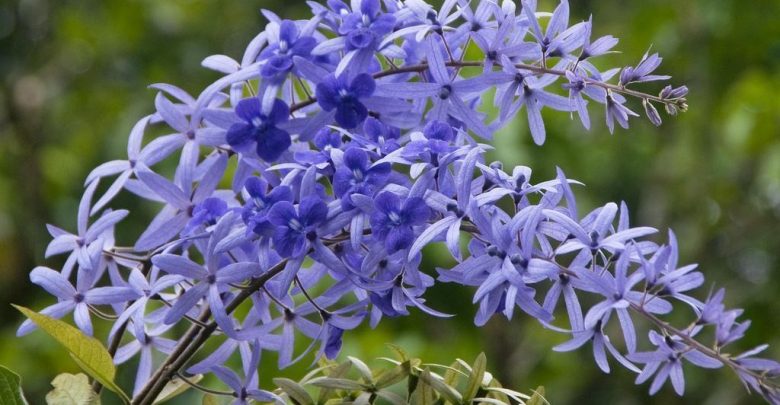 como plantar flor de sao miguel