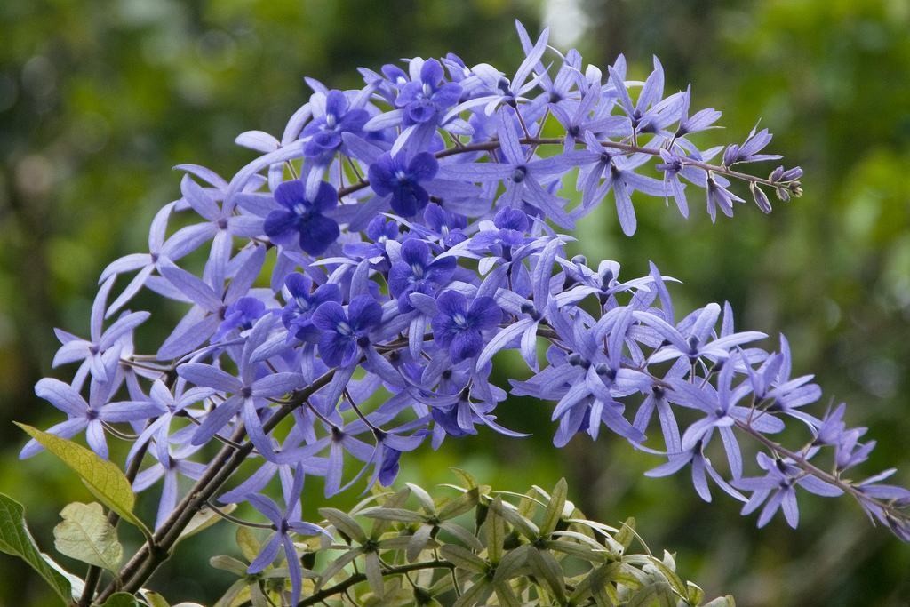 como plantar flor de sao miguel