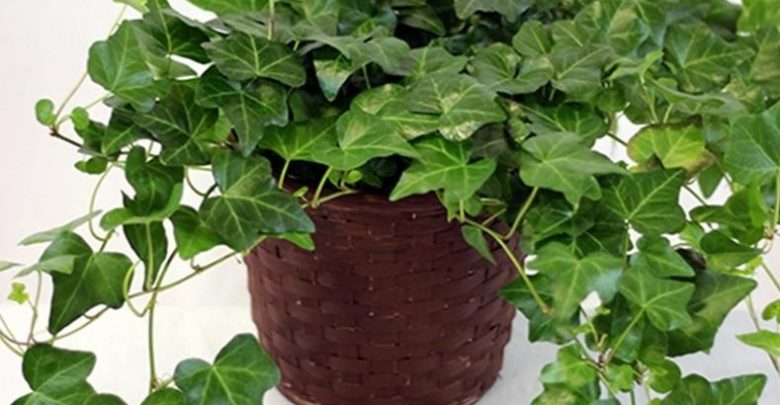 como planta hera inglesa
