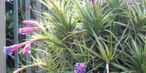 como planta tillandsia bergeri 