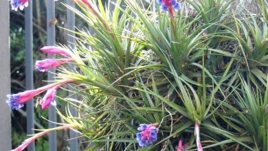 como planta tillandsia bergeri 