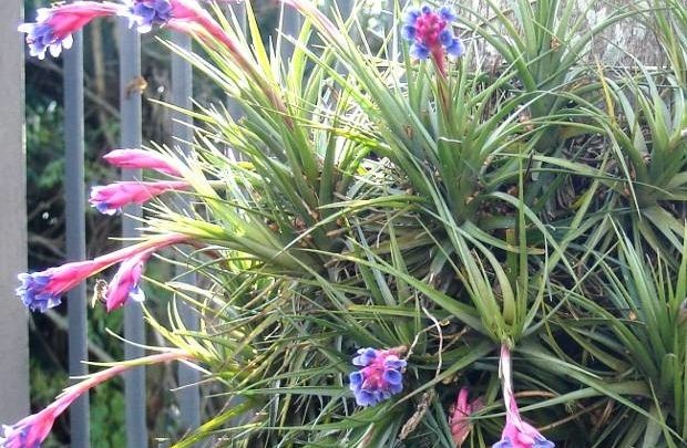 como planta tillandsia bergeri