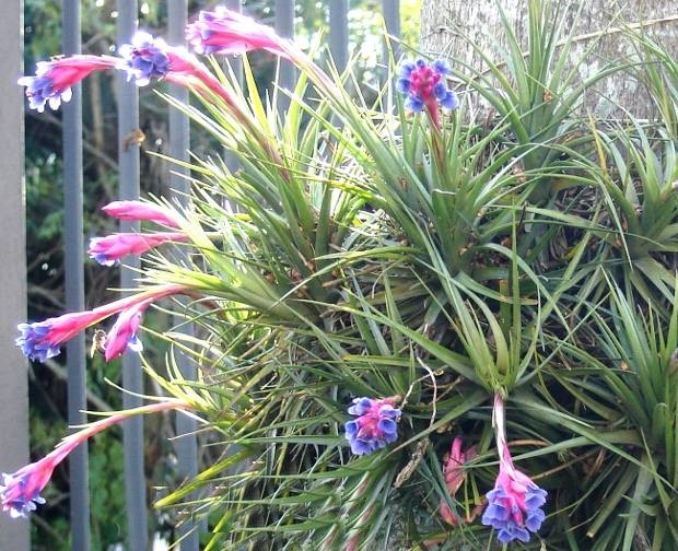 como planta tillandsia bergeri 