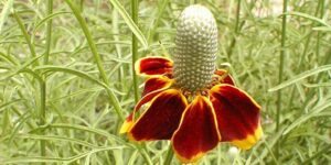 como plantar Chapéu Mexicano