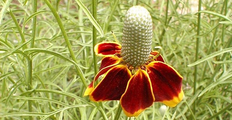 como plantar Chapéu Mexicano