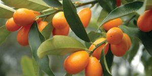 como plantar Kumquat