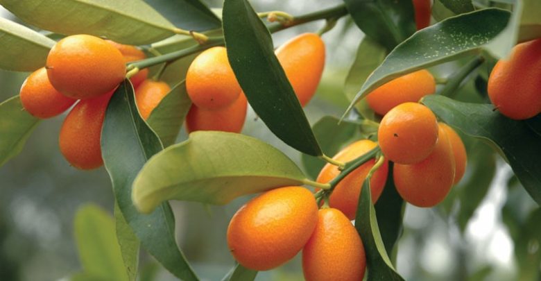 como plantar Kumquat