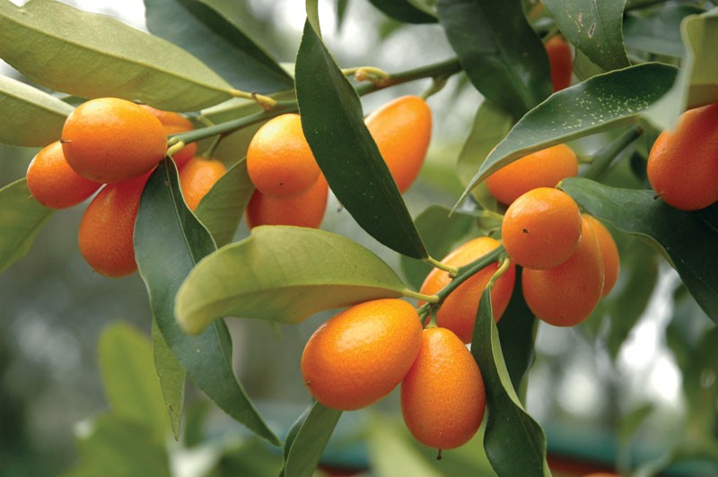 como plantar Kumquat