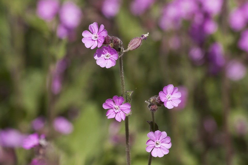 como plantar Silene dioica