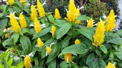 como plantar a planta camarao amarelo
