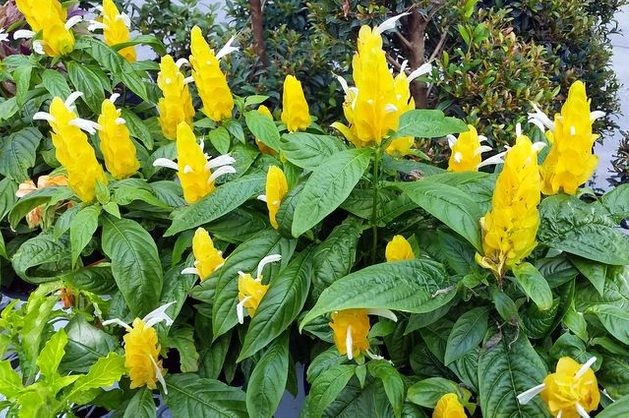 como plantar a planta camarao amarelo