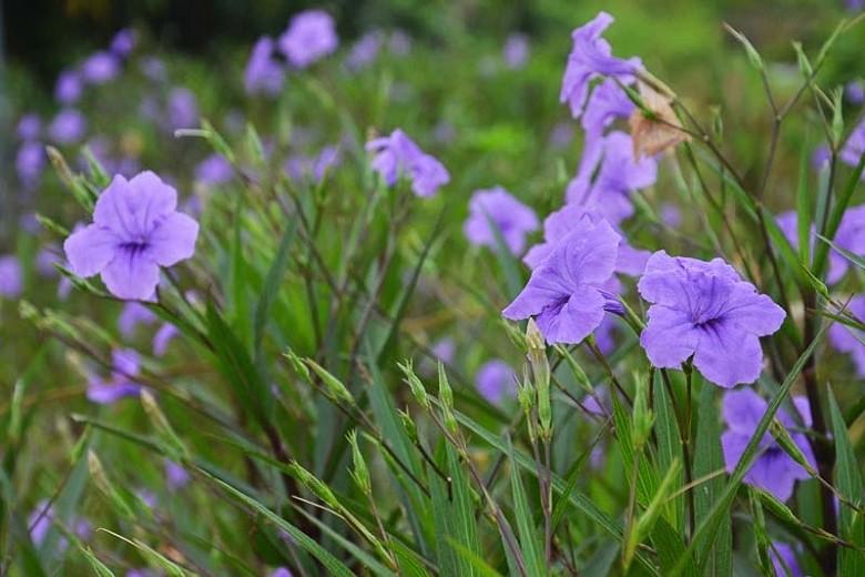 como plantar a ruellia